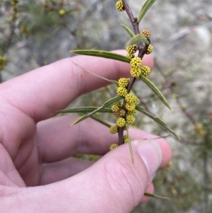 Acacia siculiformis at Paddys River, ACT - 13 Aug 2023