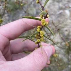 Acacia siculiformis at Paddys River, ACT - 13 Aug 2023