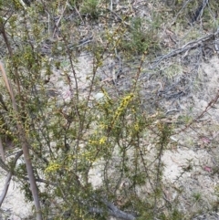 Acacia siculiformis at Paddys River, ACT - 13 Aug 2023