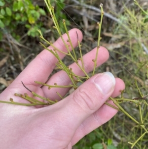 Omphacomeria acerba at Paddys River, ACT - 13 Aug 2023 11:50 AM