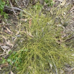 Omphacomeria acerba at Paddys River, ACT - 13 Aug 2023 11:50 AM