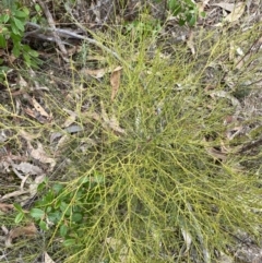 Omphacomeria acerba at Paddys River, ACT - 13 Aug 2023 11:50 AM