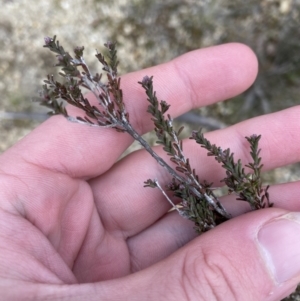 Kunzea parvifolia at Paddys River, ACT - 13 Aug 2023