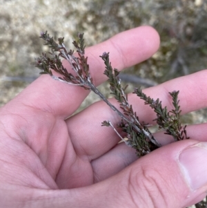 Kunzea parvifolia at Paddys River, ACT - 13 Aug 2023