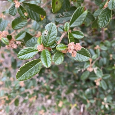 Pomaderris betulina subsp. actensis (Canberra Pomaderris) at Paddys River, ACT - 13 Aug 2023 by Tapirlord