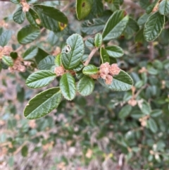 Pomaderris betulina subsp. actensis (Canberra Pomaderris) at Paddys River, ACT - 13 Aug 2023 by Tapirlord