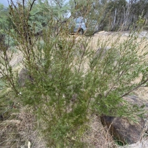 Kunzea ericoides at Paddys River, ACT - 13 Aug 2023