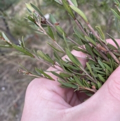 Kunzea ericoides at Paddys River, ACT - 13 Aug 2023