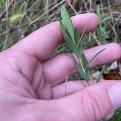 Pimelea treyvaudii (Grey Riceflower) at Paddys River, ACT - 13 Aug 2023 by Tapirlord