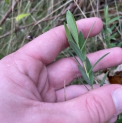 Pimelea treyvaudii at Paddys River, ACT - 13 Aug 2023