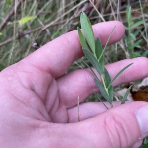 Pimelea treyvaudii at Paddys River, ACT - 13 Aug 2023 11:19 AM