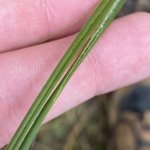 Juncus gregiflorus at Paddys River, ACT - 13 Aug 2023