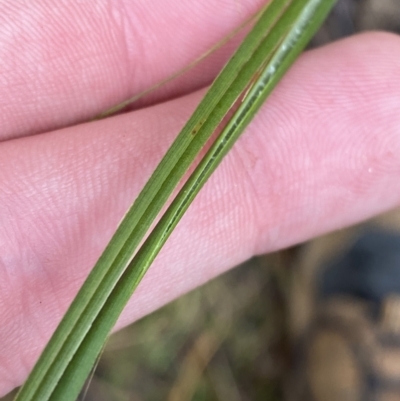 Juncus gregiflorus (Leafless Rush) at Tidbinbilla Nature Reserve - 13 Aug 2023 by Tapirlord