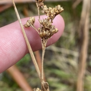 Juncus gregiflorus at Paddys River, ACT - 13 Aug 2023