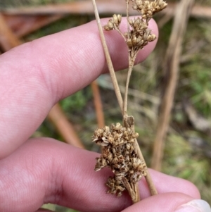 Juncus gregiflorus at Paddys River, ACT - 13 Aug 2023 11:17 AM