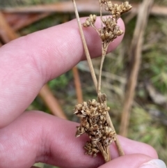 Juncus gregiflorus at Paddys River, ACT - 13 Aug 2023