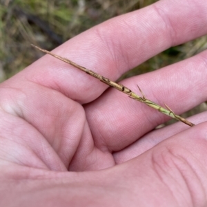 Hemarthria uncinata at Paddys River, ACT - 13 Aug 2023