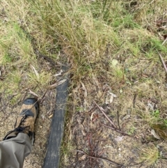 Hemarthria uncinata at Paddys River, ACT - 13 Aug 2023