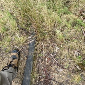 Hemarthria uncinata at Paddys River, ACT - 13 Aug 2023