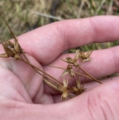 Juncus homalocaulis (A Rush) at Paddys River, ACT - 13 Aug 2023 by Tapirlord