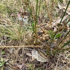 Juncus homalocaulis at Paddys River, ACT - 13 Aug 2023