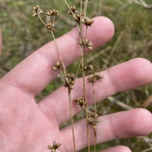 Juncus vaginatus at Paddys River, ACT - 13 Aug 2023 11:16 AM