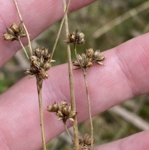 Juncus vaginatus at Paddys River, ACT - 13 Aug 2023 11:16 AM