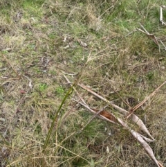 Juncus vaginatus at Paddys River, ACT - 13 Aug 2023