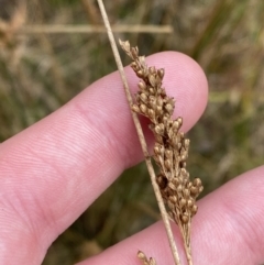 Juncus flavidus (Yellow Rush) at Paddys River, ACT - 13 Aug 2023 by Tapirlord