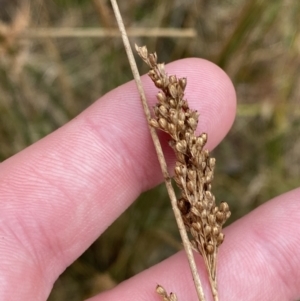 Juncus flavidus at Paddys River, ACT - 13 Aug 2023