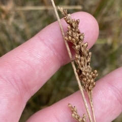 Juncus flavidus at Paddys River, ACT - 13 Aug 2023