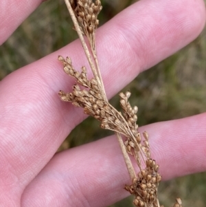 Juncus flavidus at Paddys River, ACT - 13 Aug 2023