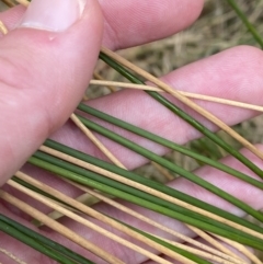 Juncus flavidus at Paddys River, ACT - 13 Aug 2023