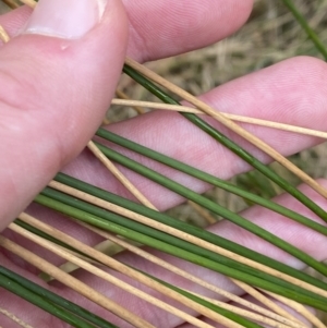 Juncus flavidus at Paddys River, ACT - 13 Aug 2023