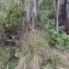 Poa helmsii (Broad-leaved Snow Grass) at Tidbinbilla Nature Reserve - 13 Aug 2023 by Tapirlord