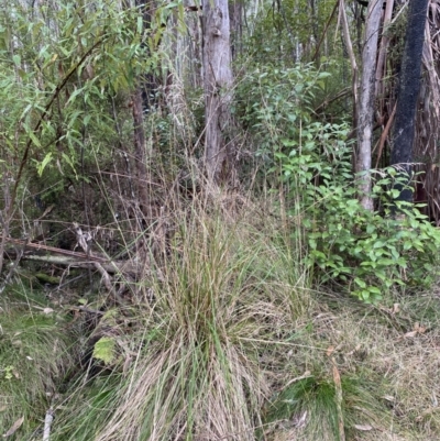 Poa helmsii (Broad-leaved Snow Grass) at Paddys River, ACT - 13 Aug 2023 by Tapirlord