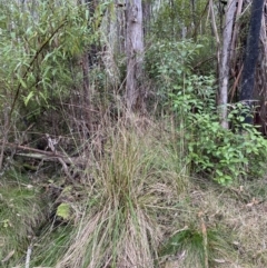 Poa helmsii at Paddys River, ACT - 13 Aug 2023 11:15 AM