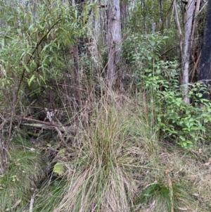 Poa helmsii at Paddys River, ACT - 13 Aug 2023