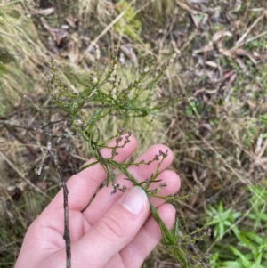 Comesperma volubile at Paddys River, ACT - 13 Aug 2023 11:13 AM