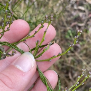 Comesperma volubile at Paddys River, ACT - 13 Aug 2023 11:13 AM