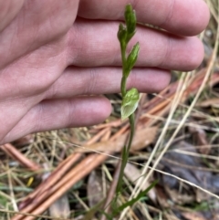 Bunochilus montanus (ACT) = Pterostylis jonesii (NSW) (Montane Leafy Greenhood) at Paddys River, ACT - 13 Aug 2023 by Tapirlord