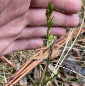 Bunochilus montanus (ACT) = Pterostylis jonesii (NSW) at Paddys River, ACT - suppressed