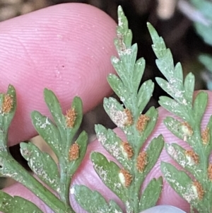 Asplenium gracillimum at Paddys River, ACT - suppressed