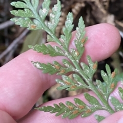 Asplenium gracillimum at Paddys River, ACT - suppressed