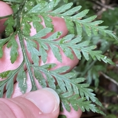 Asplenium gracillimum at Paddys River, ACT - 13 Aug 2023