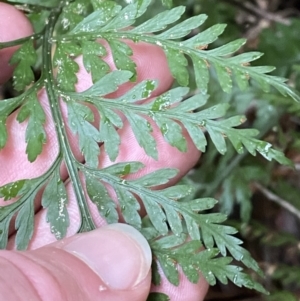 Asplenium gracillimum at Paddys River, ACT - 13 Aug 2023