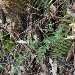 Asplenium gracillimum at Paddys River, ACT - 13 Aug 2023