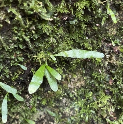 Notogrammitis billardierei (Finger Fern) at Paddys River, ACT - 13 Aug 2023 by Tapirlord