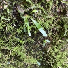 Notogrammitis billardierei at Paddys River, ACT - 13 Aug 2023