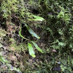 Notogrammitis billardierei at Paddys River, ACT - 13 Aug 2023